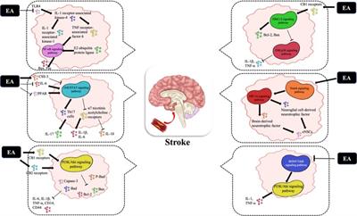 Molecular mechanisms of electropuncture in cerebrovascular protection during enhanced recovery after surgery period
